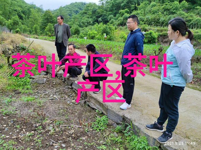 四川名茶文君绿茶