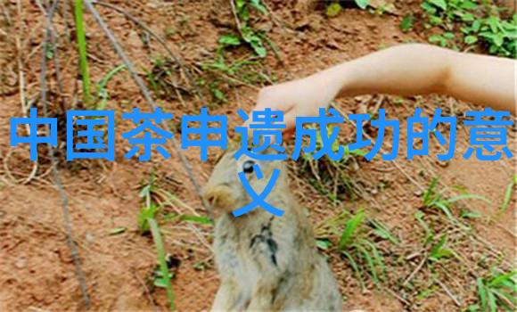 小叶苦丁的冲泡和贮藏